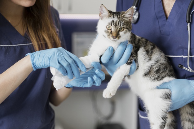 veterinary medicine skills