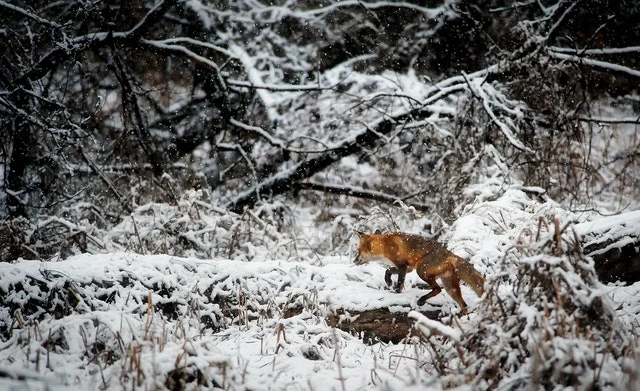 Fox in snow.